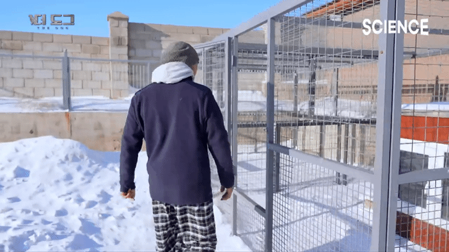 -30도 겨울에 태어나는 몽골 강아지 -상- | 인스티즈