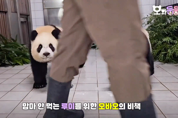 진심 흥미돋인 쌍둥이 판다 중 한마리가 밥투정 할 때의 대처법.gif (루이후이바오) | 인스티즈