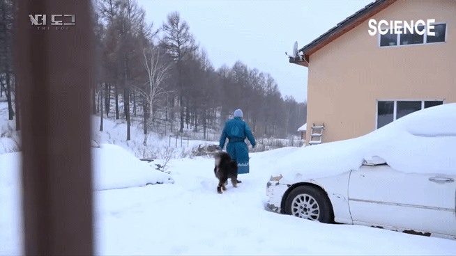 -30도 겨울에 태어나는 몽골 강아지 -상- | 인스티즈