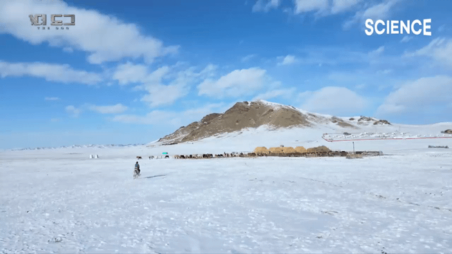 -30도 겨울에 태어나는 몽골 강아지 -상- | 인스티즈