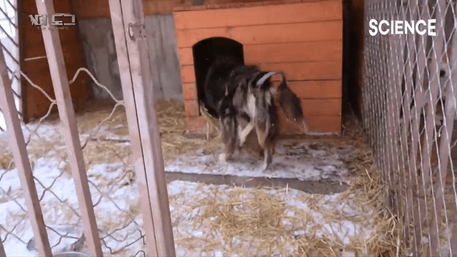 -30도 겨울에 태어나는 몽골 강아지 -상- | 인스티즈