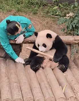 자기 쓰다듬어 달라고 애교부리는 루이바오🐼 | 인스티즈