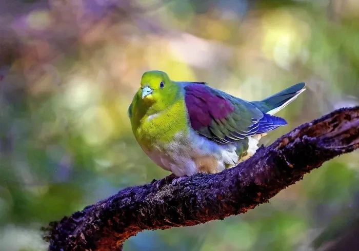울산에서 녹색 비둘기 첫 발견 | 인스티즈