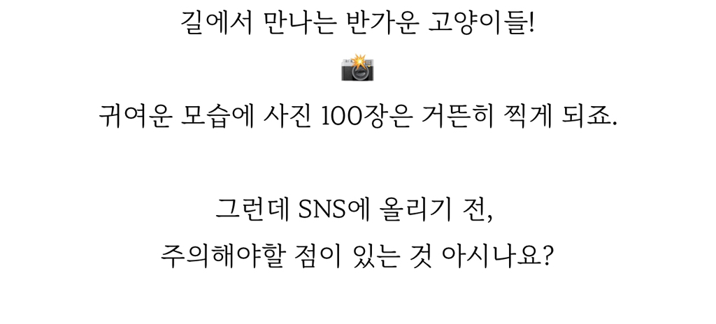 길고양이 사진을 sns에 올릴 때 주의해야 하는 이유 | 인스티즈