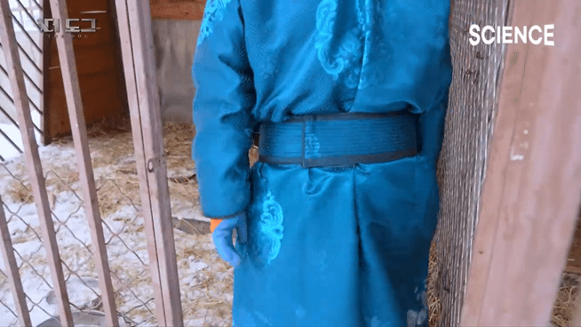 -30도 겨울에 태어나는 몽골 강아지 -상- | 인스티즈