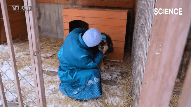 -30도 겨울에 태어나는 몽골 강아지 -상- | 인스티즈