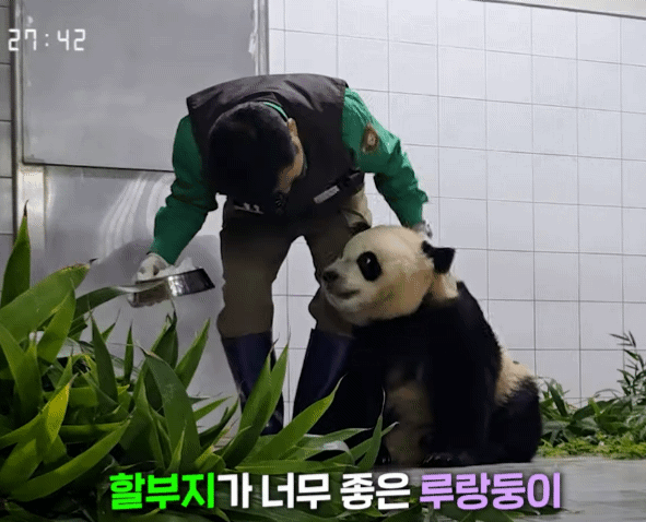 자기 쓰다듬어 달라고 애교부리는 루이바오🐼 | 인스티즈