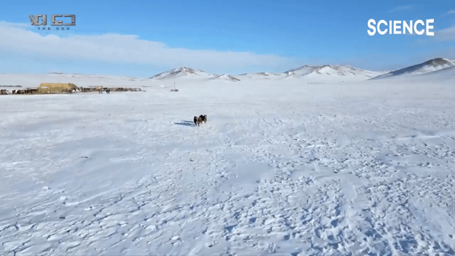 -30도 겨울에 태어나는 몽골 강아지 -상- | 인스티즈