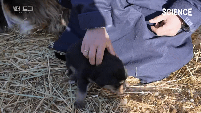 -30도 겨울에 태어나는 몽골 강아지 -상- | 인스티즈