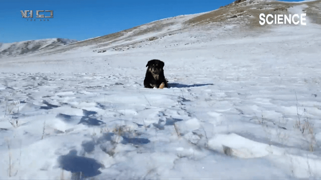 -30도 겨울에 태어나는 몽골 강아지 -상- | 인스티즈