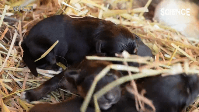 -30도 겨울에 태어나는 몽골 강아지 -상- | 인스티즈