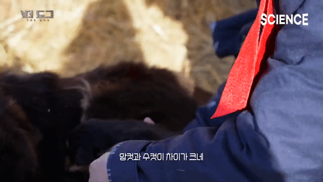 -30도 겨울에 태어나는 몽골 강아지 -상- | 인스티즈