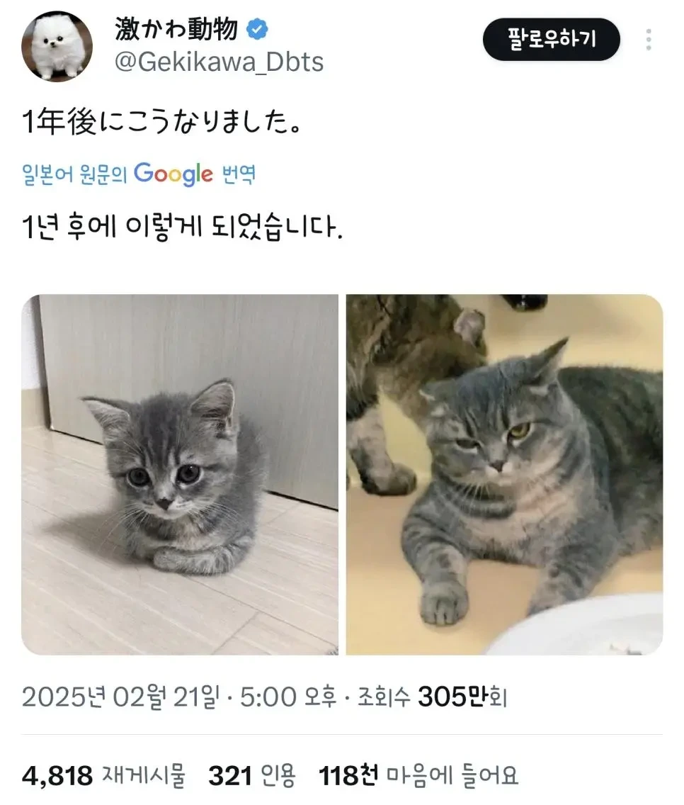 새끼 때 입양한 우리 고양이 1년 후 이렇게 되었습니다 | 인스티즈
