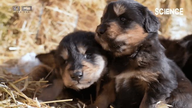 -30도 겨울에 태어나는 몽골 강아지 -상- | 인스티즈