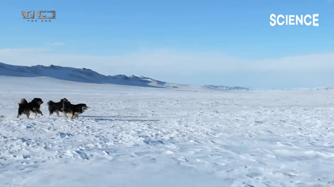 -30도 겨울에 태어나는 몽골 강아지 -상- | 인스티즈