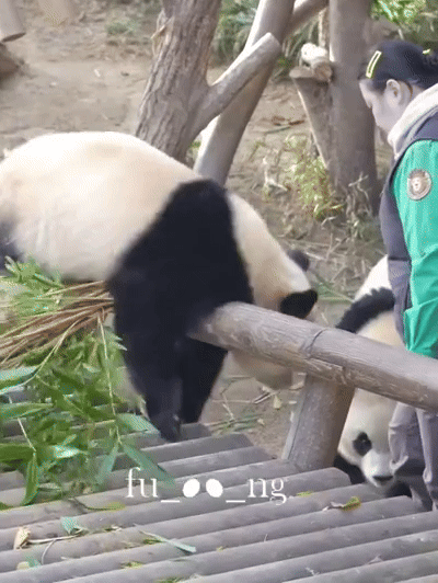 자기 쓰다듬어 달라고 애교부리는 루이바오🐼 | 인스티즈