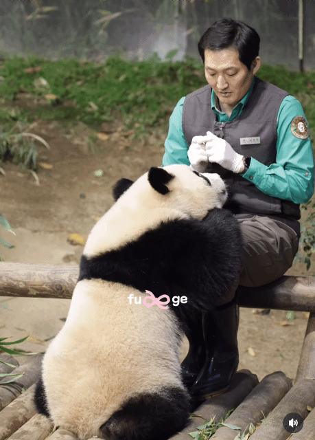 자기 쓰다듬어 달라고 애교부리는 루이바오🐼 | 인스티즈