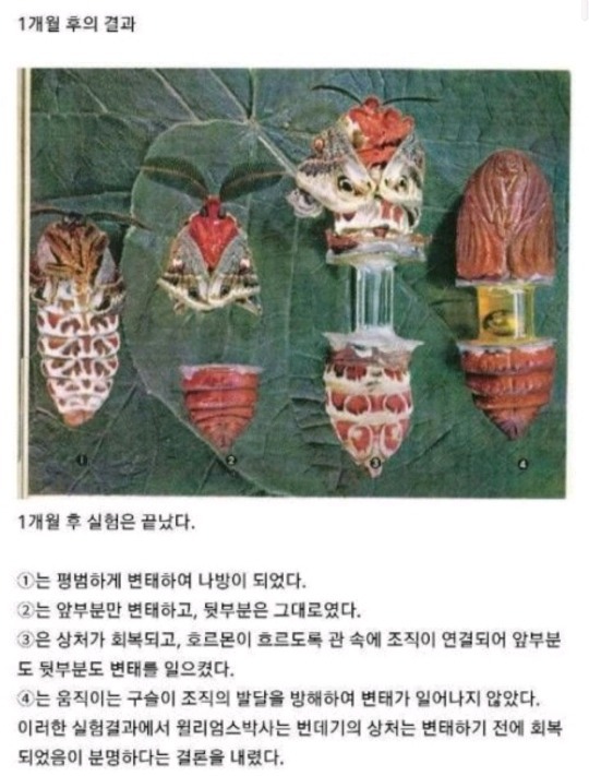 번데기 실험 레전드 (혐 주의 | 인스티즈