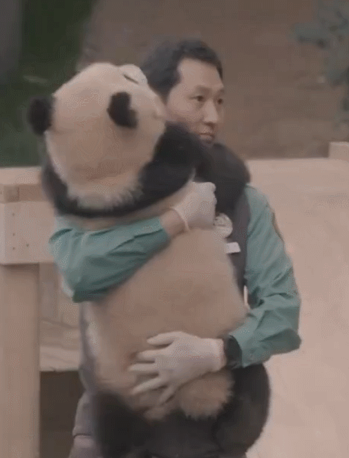 자기 쓰다듬어 달라고 애교부리는 루이바오🐼 | 인스티즈