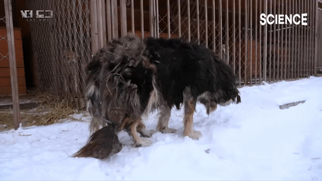-30도 겨울에 태어나는 몽골 강아지 -상- | 인스티즈