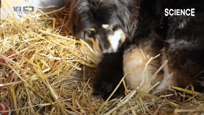 -30도 겨울에 태어나는 몽골 강아지 -상- | 인스티즈