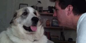 강아지한테 강아지말 써봄 | 인스티즈