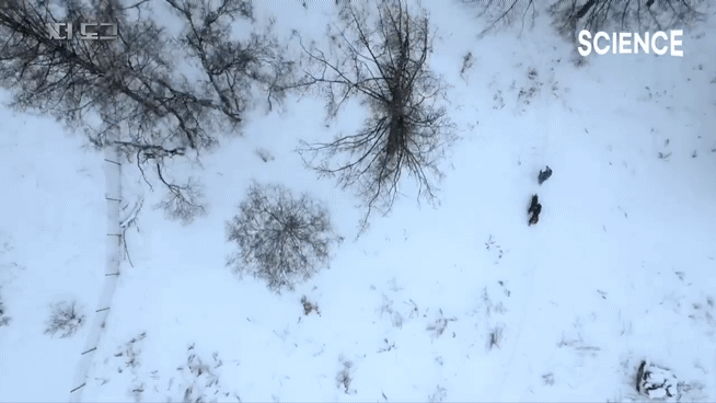 -30도 겨울에 태어나는 몽골 강아지 -상- | 인스티즈