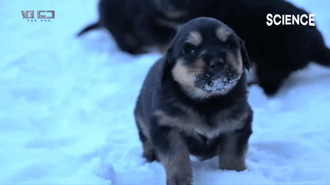 -30도 겨울에 태어나는 몽골 강아지 -상- | 인스티즈