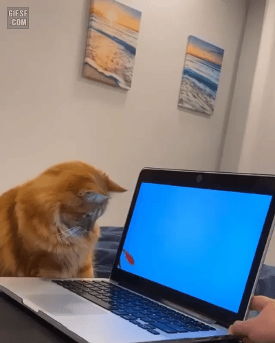 모니터 붕어사진 때문에 흥분한 냥이 | 인스티즈