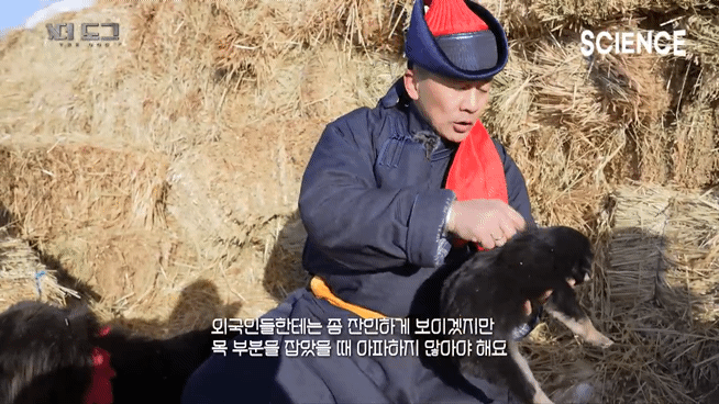 -30도 겨울에 태어나는 몽골 강아지 -상- | 인스티즈