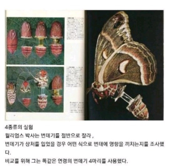 번데기 실험 레전드 (혐 주의 | 인스티즈