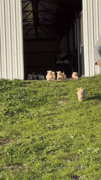 몰려오는 인절미 애기들 | 인스티즈