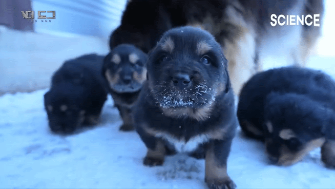 -30도 겨울에 태어나는 몽골 강아지 -상- | 인스티즈