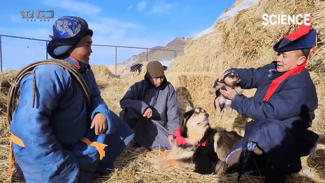 -30도 겨울에 태어나는 몽골 강아지 -상- | 인스티즈