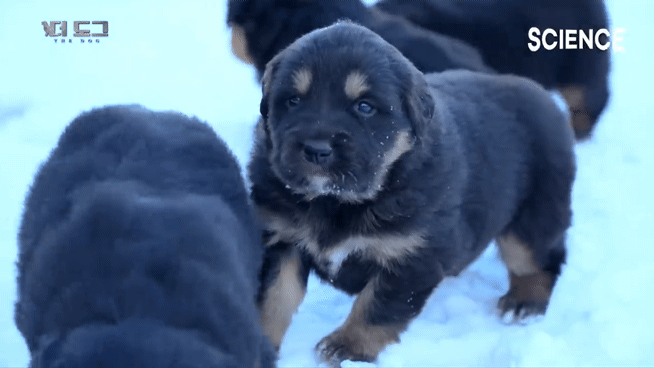 -30도 겨울에 태어나는 몽골 강아지 -상- | 인스티즈