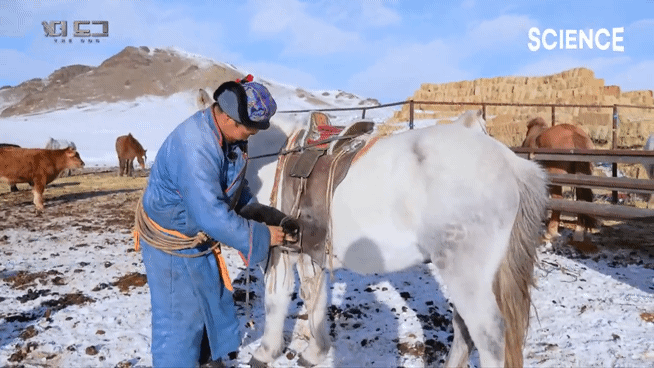 -30도 겨울에 태어나는 몽골 강아지 -상- | 인스티즈