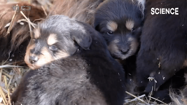 -30도 겨울에 태어나는 몽골 강아지 -상- | 인스티즈