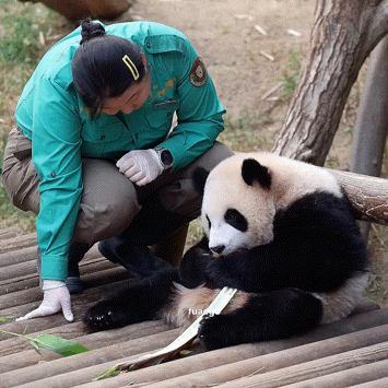 자기 쓰다듬어 달라고 애교부리는 루이바오🐼 | 인스티즈