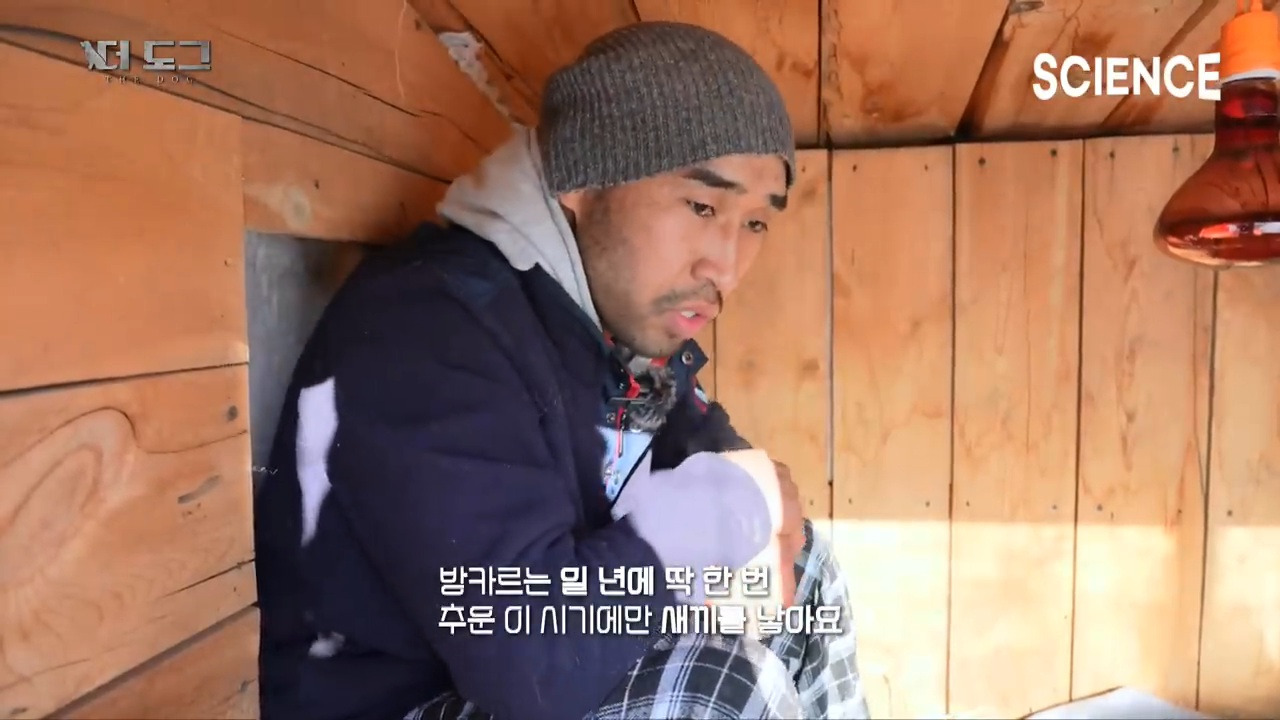 -30도 겨울에 태어나는 몽골 강아지 -상- | 인스티즈