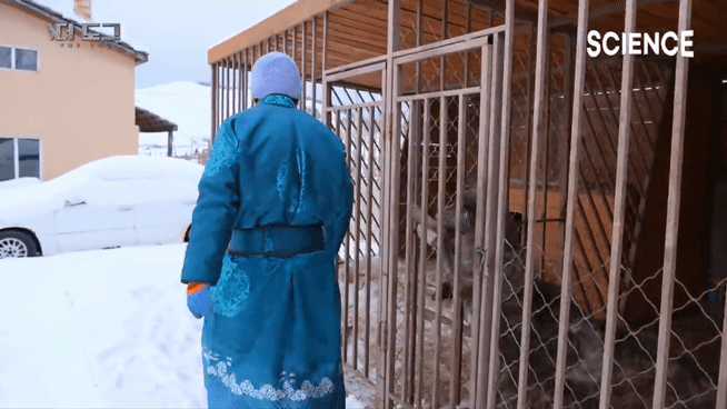 -30도 겨울에 태어나는 몽골 강아지 -상- | 인스티즈