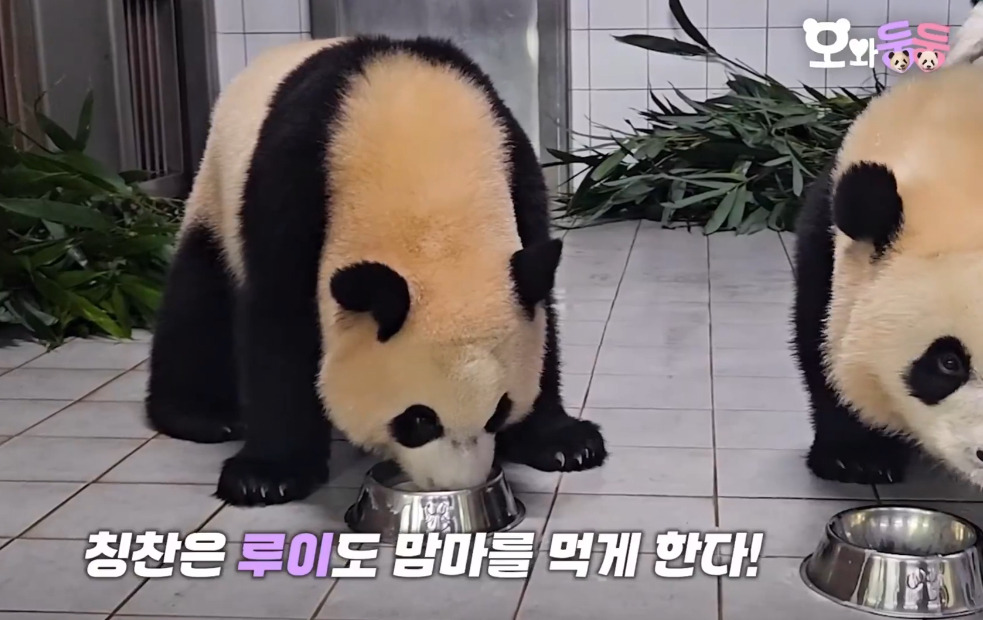 진심 흥미돋인 쌍둥이 판다 중 한마리가 밥투정 할 때의 대처법.gif (루이후이바오) | 인스티즈