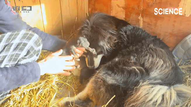 -30도 겨울에 태어나는 몽골 강아지 -상- | 인스티즈