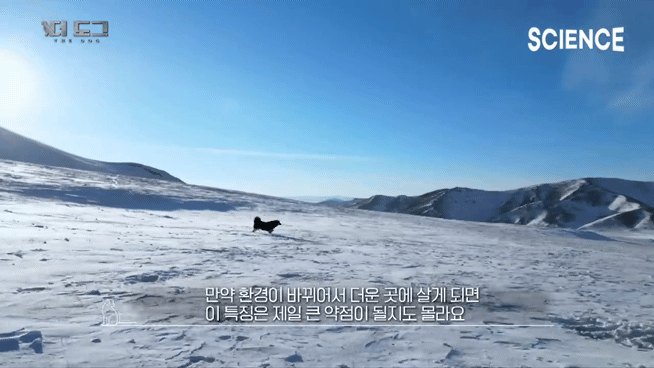 -30도 겨울에 태어나는 몽골 강아지 -상- | 인스티즈