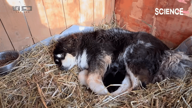 -30도 겨울에 태어나는 몽골 강아지 -상- | 인스티즈
