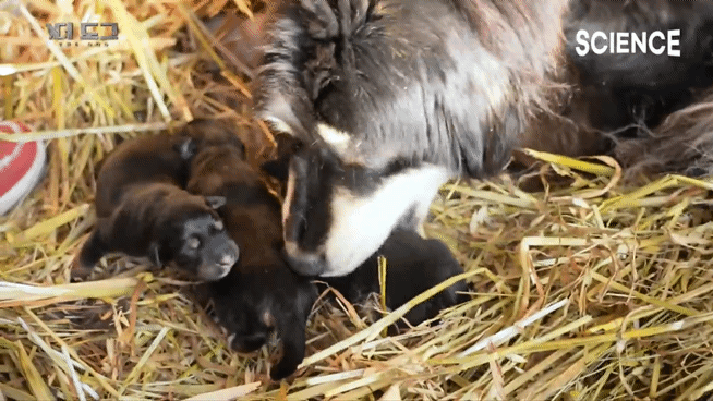 -30도 겨울에 태어나는 몽골 강아지 -상- | 인스티즈