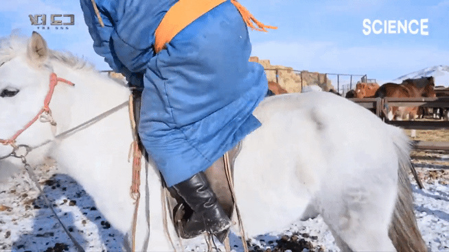 -30도 겨울에 태어나는 몽골 강아지 -상- | 인스티즈