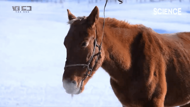 -30도 겨울에 태어나는 몽골 강아지 -상- | 인스티즈
