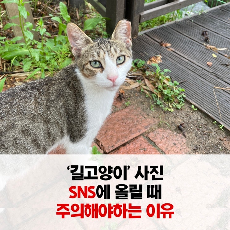 길고양이 사진을 sns에 올릴 때 주의해야 하는 이유 | 인스티즈