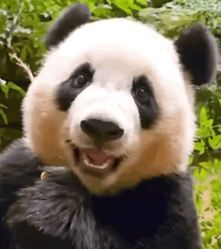 자기 쓰다듬어 달라고 애교부리는 루이바오🐼 | 인스티즈