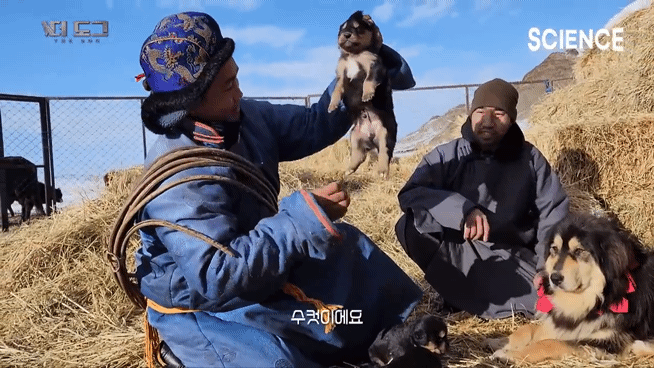 -30도 겨울에 태어나는 몽골 강아지 -상- | 인스티즈